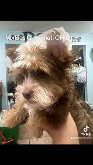 2 Males Reduced in Independence, Kentucky