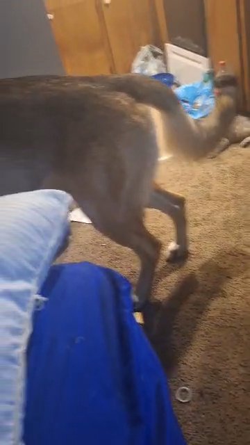 German shepherd in Dover, Ohio
