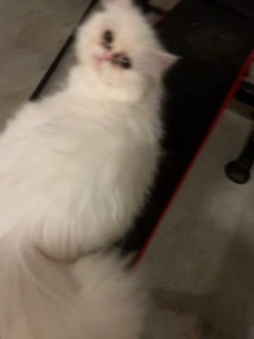 White Young Persian Cat in Buford, Georgia