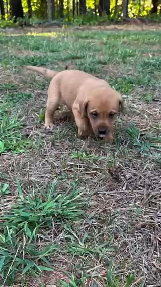8 Puppies Need Forever Homes in Anderson, South Carolina
