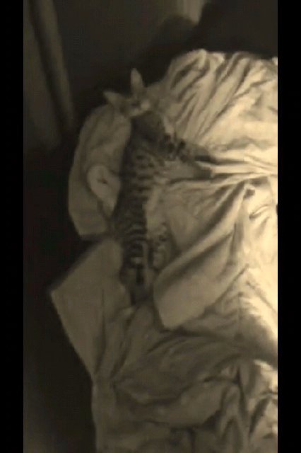Savannah Kitten F5 $450 in Vero Beach, Florida