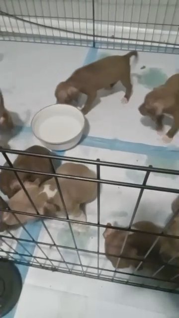 Rednose Pitbull Pups in Syracuse, New York