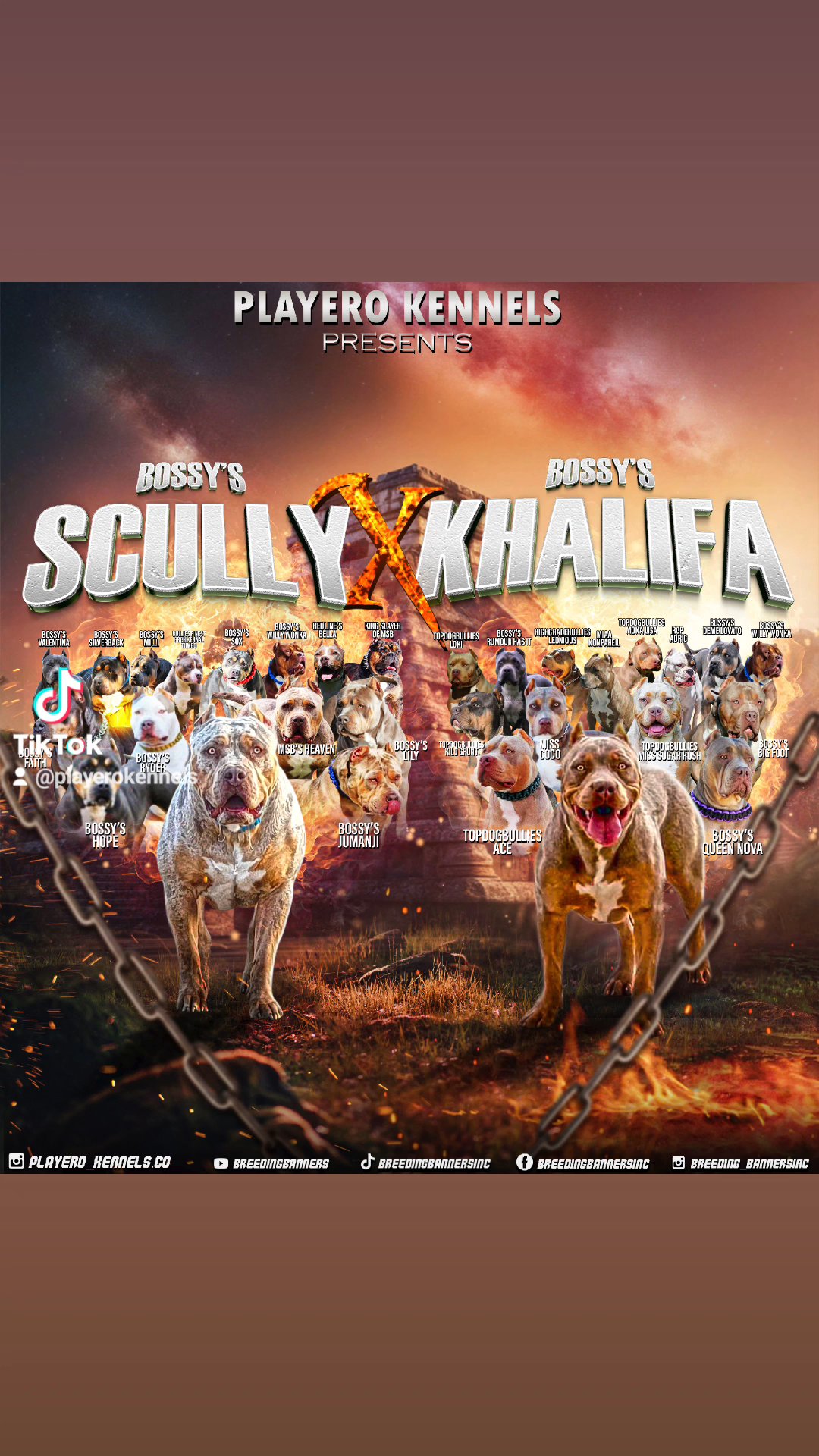 XL American bullys puppies in Victorville, California