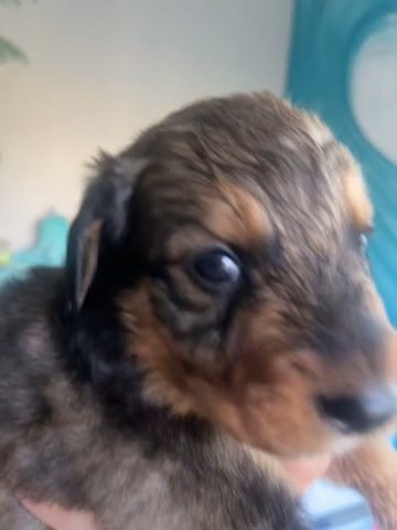 Puppy #3 Aqua in San Dimas, California