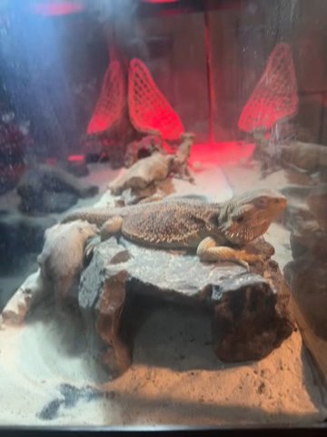 Bearded dragon in Tampa, Florida