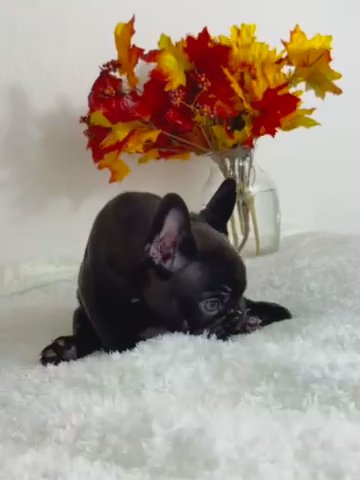 Blue Frenchie Female - 7 Weeks! in Miami, Florida
