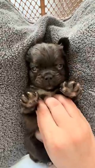 Cocoa Fluffy Male - 7 Weeks in Miami, Florida