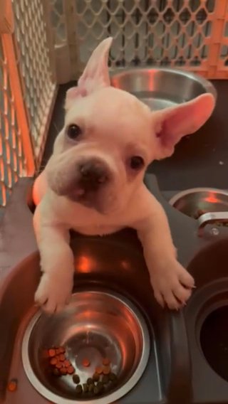Cream Fluffy Carrier Male - 7 Weeks! in Miami, Florida