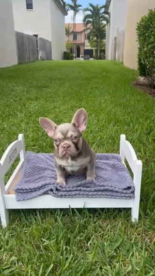 French Bulldog Puppy in Miami, Florida