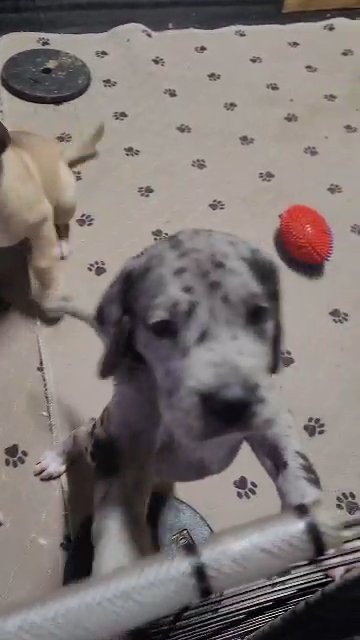Great Danes - Mary Ann in Elizabeth City, North Carolina