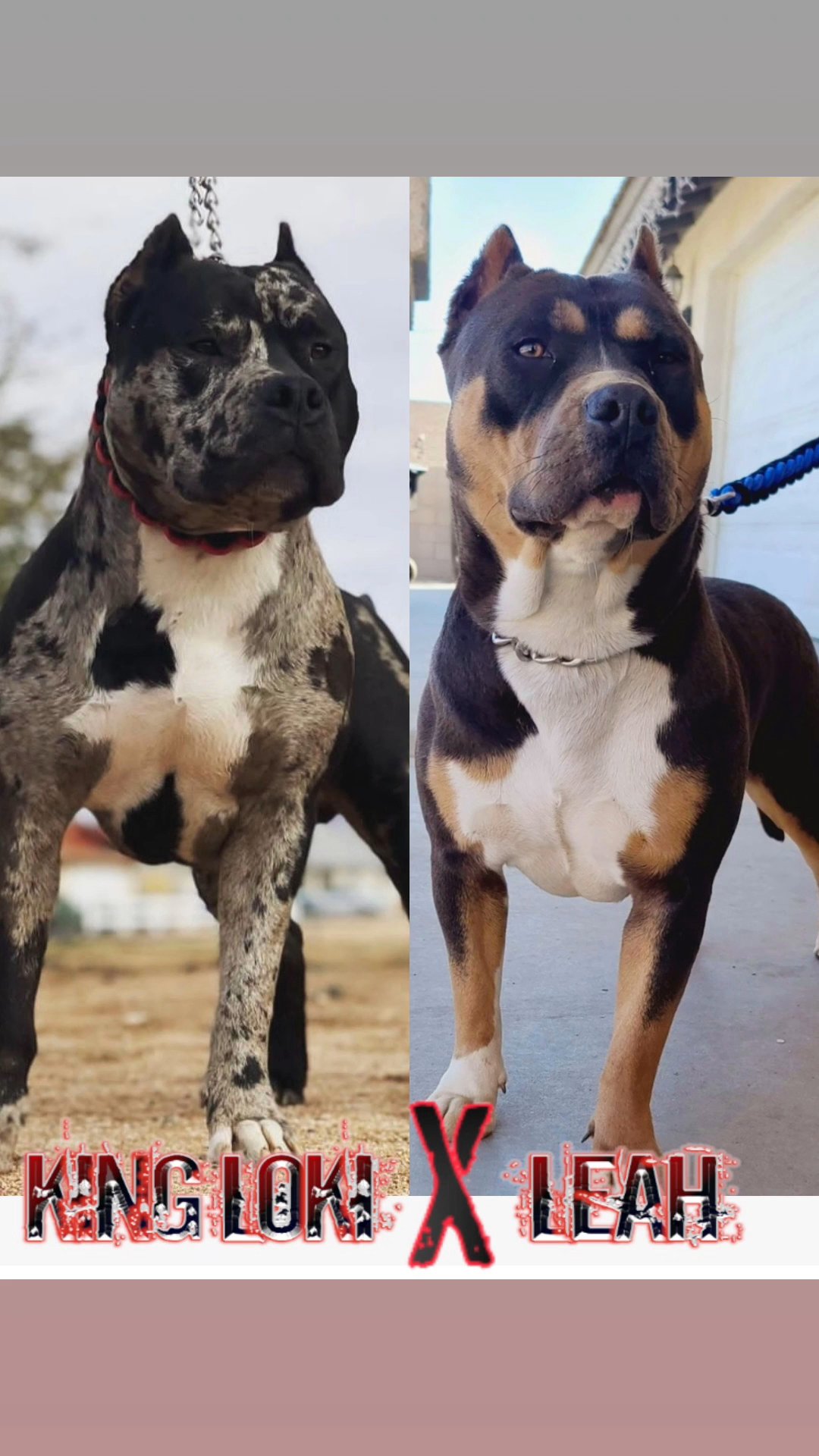 xl American bully puppy's in Victorville, California