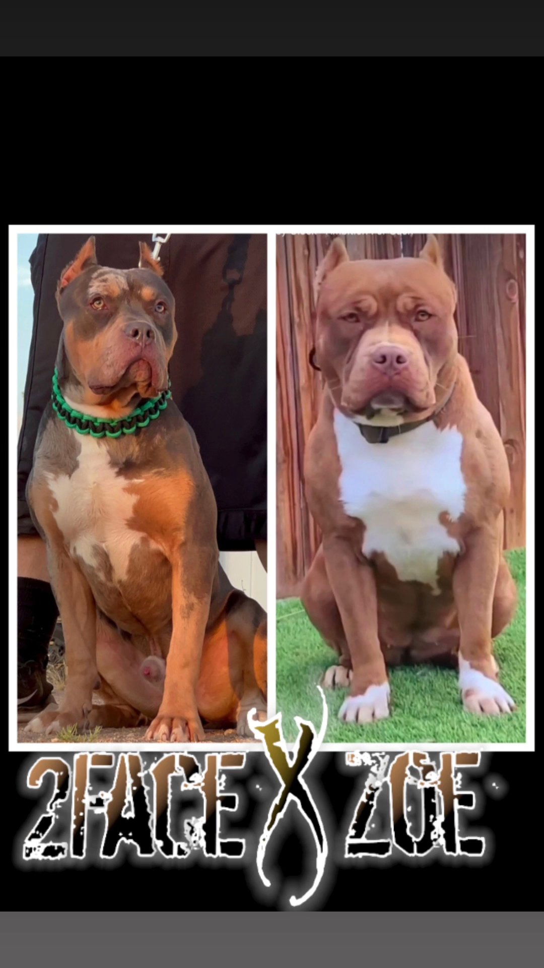 xl American bully puppies in Victorville, California
