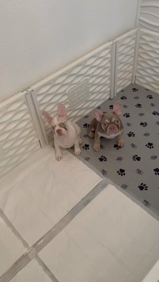 French Bulldog Puppy in Miami, Florida