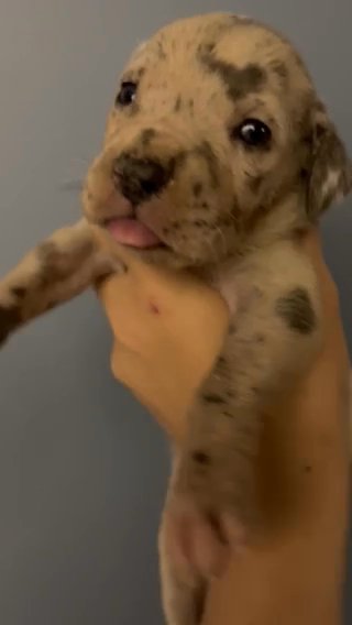 Blue Merle Female in Charlottesville, Virginia