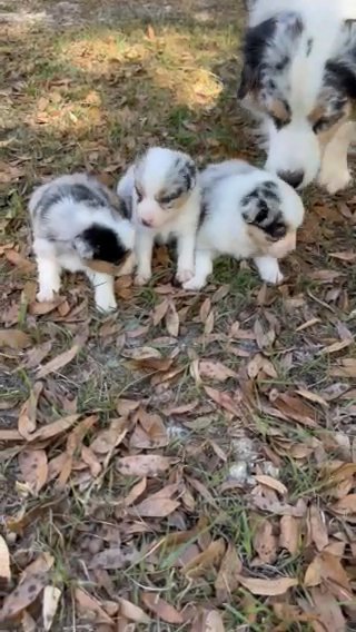 Mini Australian Shepherds in Atlanta, Georgia