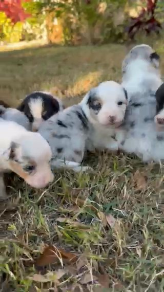 Mini Australian Shepherds in Atlanta, Georgia