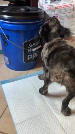 Black Merle Fluffy Female in Houston, Texas