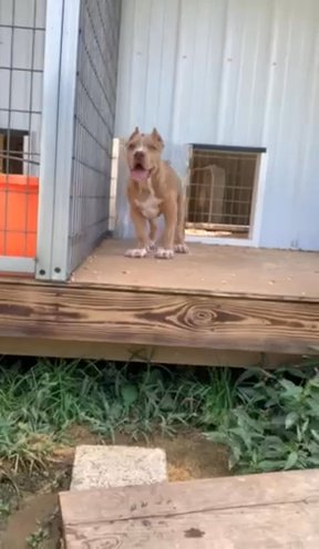 AMERICAN BULLY XL in Glasgow, Kentucky