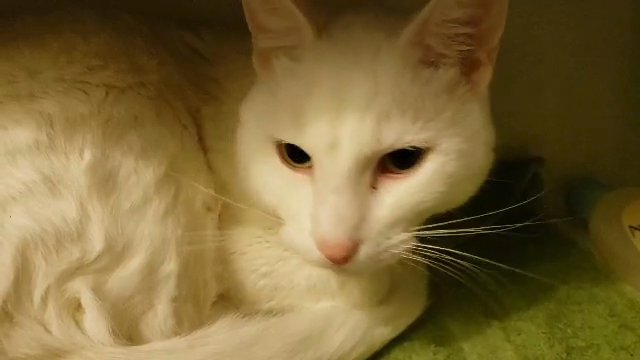 white adult male cat in Salem, Oregon