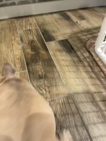 Fawn Merle Female in Mesa, Arizona
