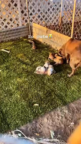 Red Nose Pit Puppies in New York City, New York
