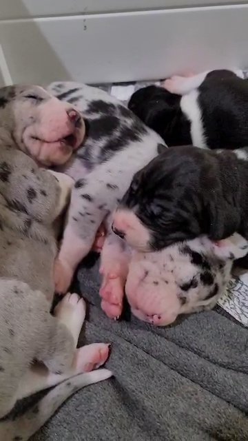 Great Danes in St. Louis, Missouri