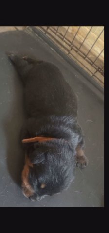 German Rottweiler Puppies in North Little Rock, Arkansas