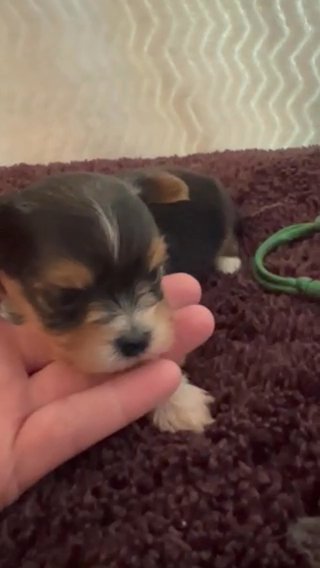Green AKC Yorkie in Lexington, North Carolina