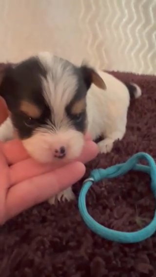 Light Blue Male AKC Yorkie in Lexington, North Carolina