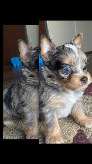 Ckc APRI Merle Male Yorkie in Bristol, Virginia