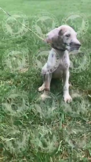 Blue Fawnquin AKC Part Euro  (Calypso) in Roanoke, Virginia