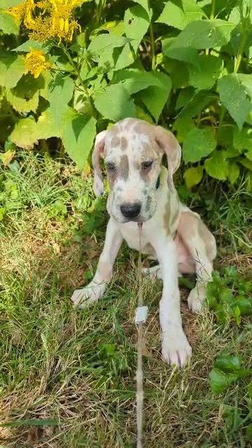 AKC Great Dane Calico Jack Blue Fawnquin in Roanoke, Virginia