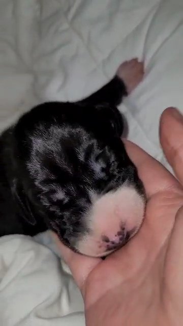 Great Dane puppy Alone time after ENS in St. Louis, Missouri