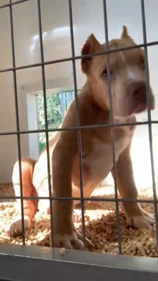 12 Week Old American Bully Xl in Glasgow, Kentucky