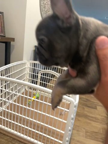 Blue And Tan Female Frenchie in Mesa, Arizona