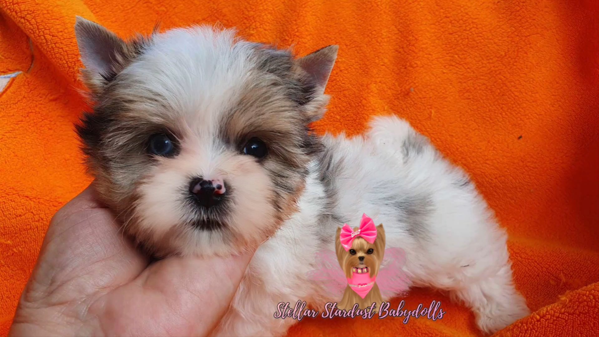 Tiny Cassie ON HOLD in Chicago, Illinois