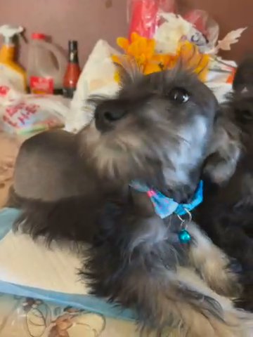 Miniature Schnauzers 10 Weeks Old in Houston, Texas