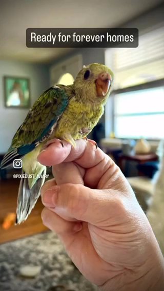 High Yellow Sun Conure Pair in Spring Hill, Florida