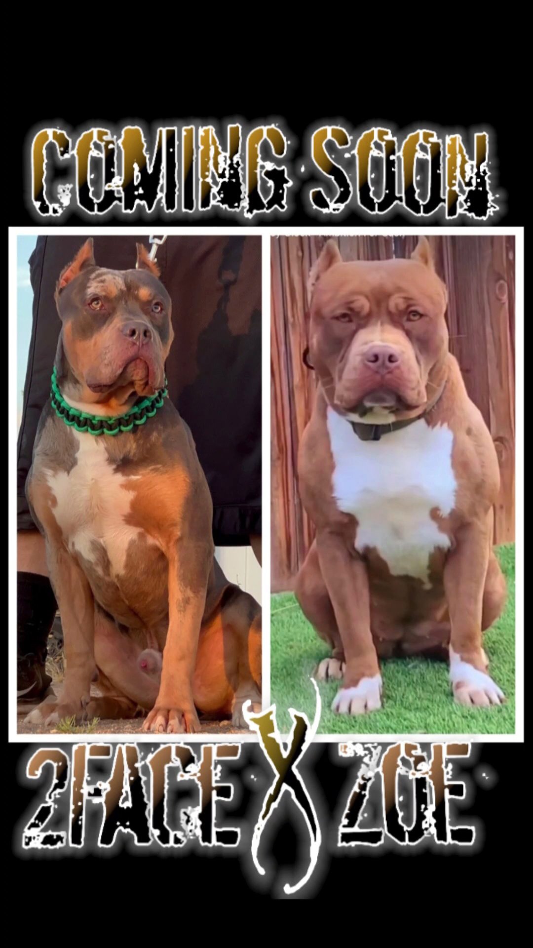 xl American bully in Victorville, California