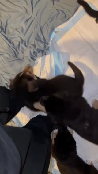 Euro Shepherdness Puppies in St. Louis, Missouri