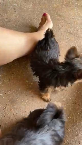 Yorkies in Houston, Texas