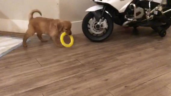 Golden Retriever Puppies in Henderson, Nevada