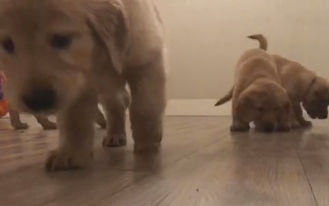 Golden Retriever Puppies in Henderson, Nevada