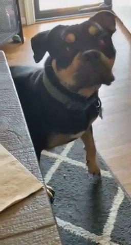 Pit mix In Need Of Loving home in Portsmouth, Virginia