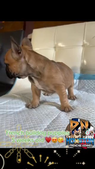 French Bulldog Puppies Akc in Houston, Texas