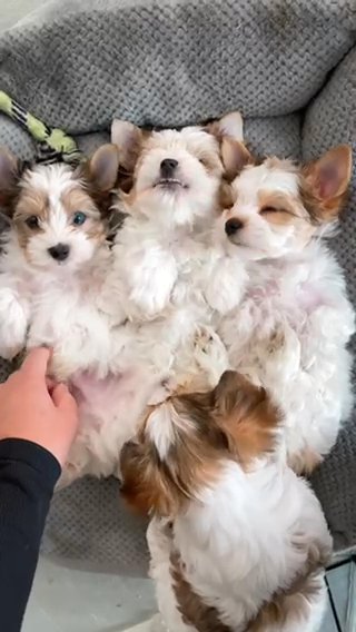 Blue Eyed Yorkie Boys in West Palm Beach, Florida