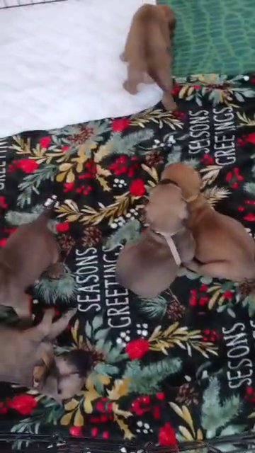 BULLMASTIFF PUPPIES in Springfield, Massachusetts