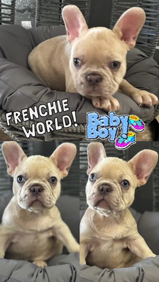 French bulldog in Queen Creek, Arizona