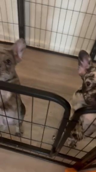 Chocolate merle And Lilac Merle in San Diego, California