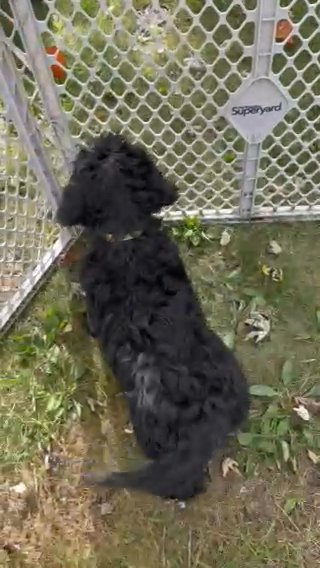Multigenerational Labradoodle in Crossville, Tennessee